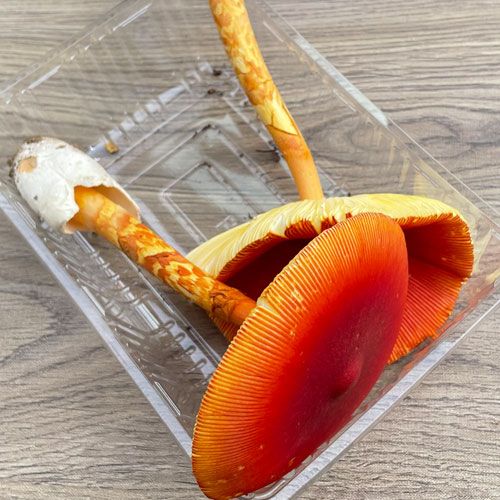 1ġ1μ衡ޤҥ饭 150g