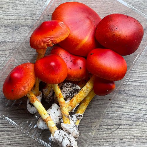 ����1�ġ�2���μ衡���ޤ��� 220g