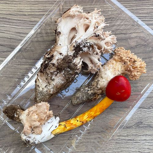 ����1�ġ�3���μ� �ۤ�������+���ޤ��� 225g