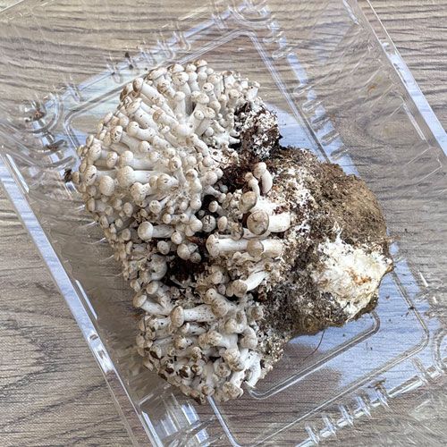 ����1�ġ�3���μ� ���ܤ��ᤸ 310g