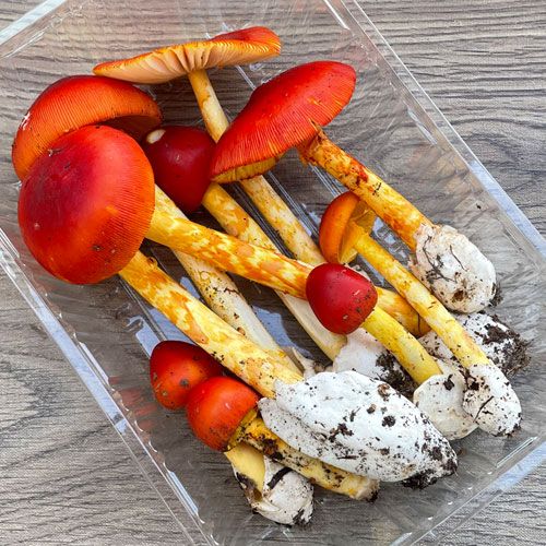 ����5�ġ�3���μ衡���ޤ��� 200g