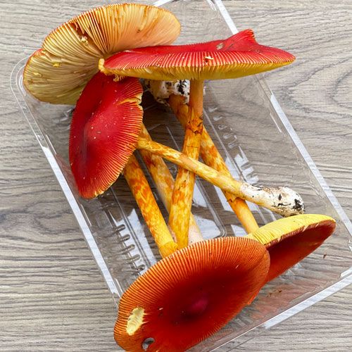 ����1�ġ�4���μ衡���ޤ����ҥ饭���� 200g