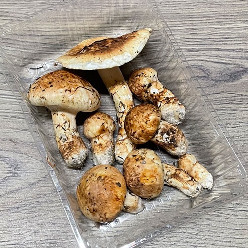 Gos983gバカマツタケバカ松茸北海道 Gos様専用①9月5日午前採取北海道天然バカマツタケバカ松茸