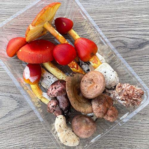 限定1個！14日採取 きのこセット 260g