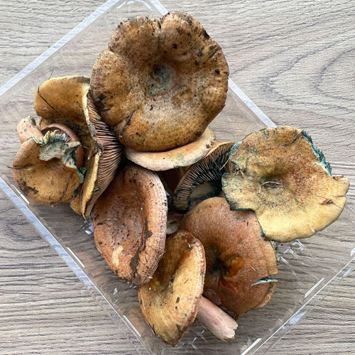 限定1個! 16日採取 【訳あり品】初茸 280g
