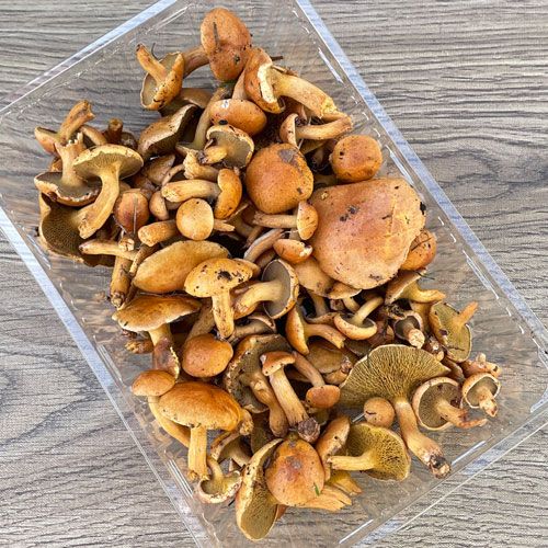 限定1個！17日採取 あみ茸 260g