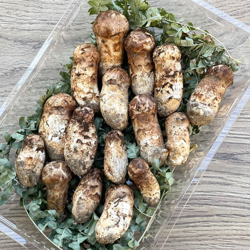 山形県産 松茸 国産 マツタケ まつたけ 松茸専門販売採取その16 山形県産 松茸 国産 マツタケ まつたけ 松茸専門販売採取その16 山形県産