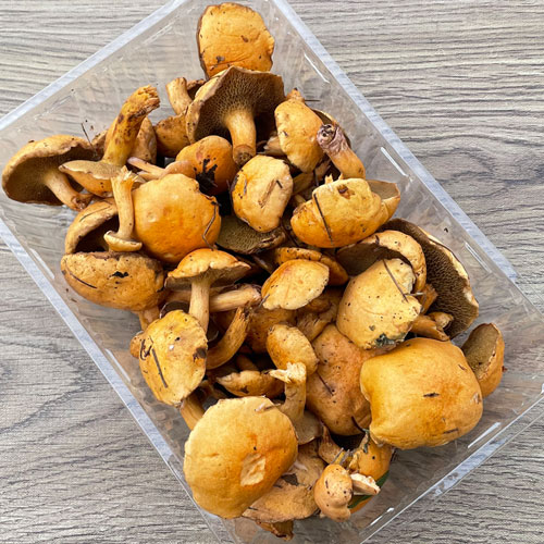 岩手雫石町産 天然 アミタケ 300g 〜 100g 600円 限定3個！5日