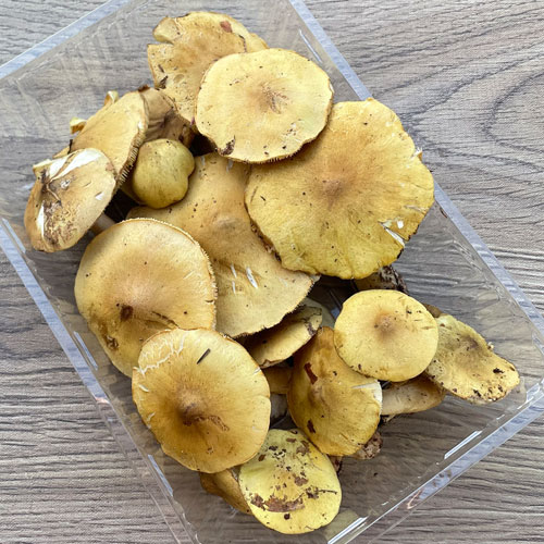 限定2個！15日採取 金茸B品 250g