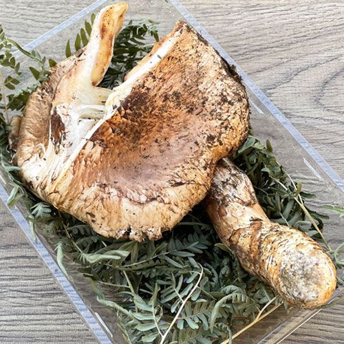 限定1個！20日採取 松茸・訳あり品 220g