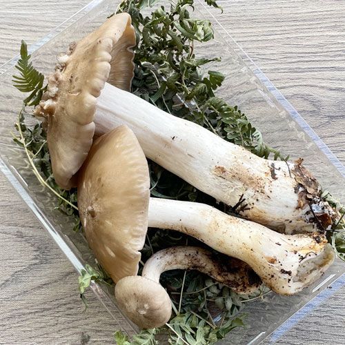 1ġ21μ ܤᤸҥ饭 300g