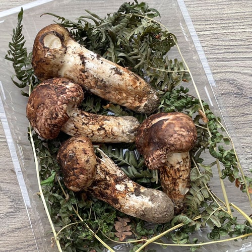 限定1個！2日採取 松茸・訳あり品 190g