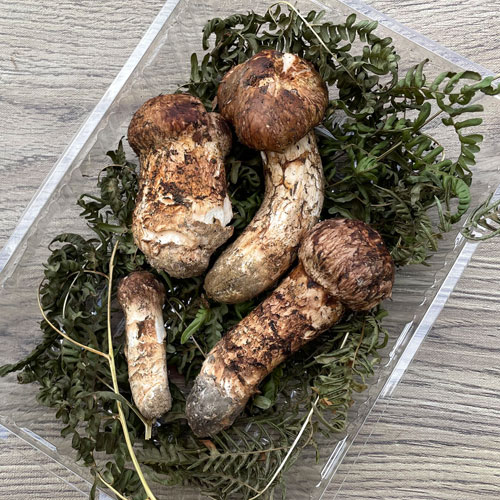 限定1個！4日採取 松茸・訳あり品 190g