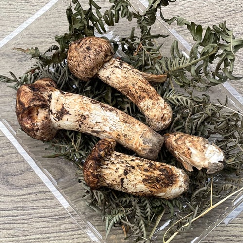 限定1個！6日採取 松茸・訳あり品 175g