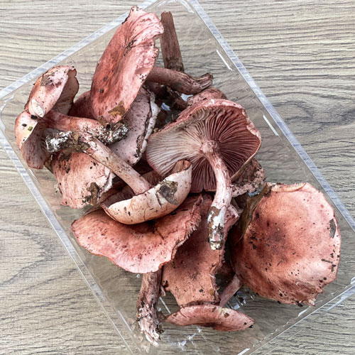 ����1�ġ�24���μ� �����ᤸ���������� 250��