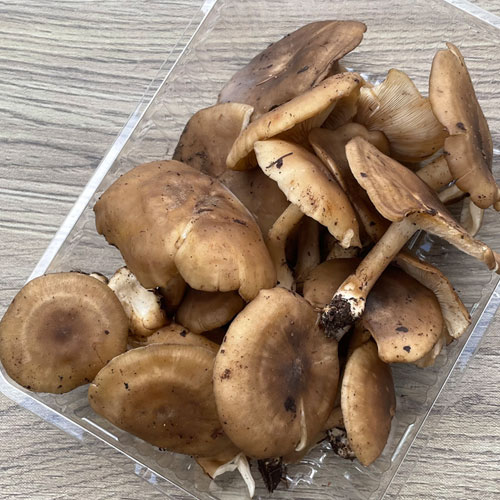 ����2�ġ�26���μ� Ȫ���ᤸ���ҥ饭 300��
