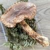 ����1�ġ�2���μ� �������������ʥҥ饭 270g