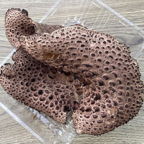 乾燥香茸(岩手県産)250グラム 000000003018_a539xW2.jpg