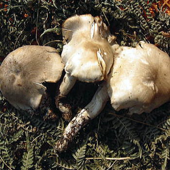 本しめじ（ほんしめじ） 販売！料理法の紹介 【 天然きのこ山菜.com 】