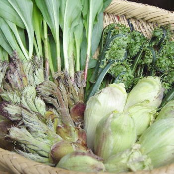 山菜セット 販売 【天然きのこ山菜.com】