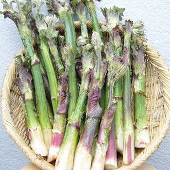 山うど （ ヤマウド ） 販売！ 料理法紹介 【 天然きのこ山菜.com 】