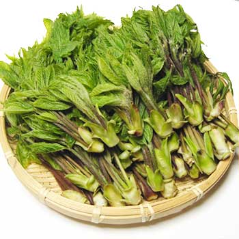 こしあぶら（コシアブラ） 販売 ・通販 【 天然きのこ山菜.com 】
