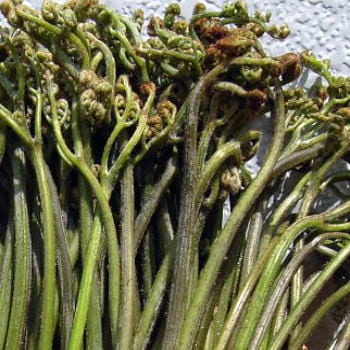 わらび ( 蕨 ） 販売・通販！ レシピ・料理法紹介 【 天然きのこ山菜