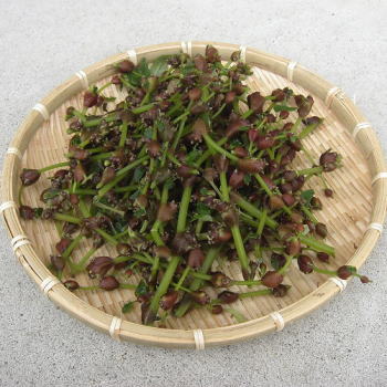 みずの実（みずこぶ） 販売・通販！【天然きのこ山菜.com】