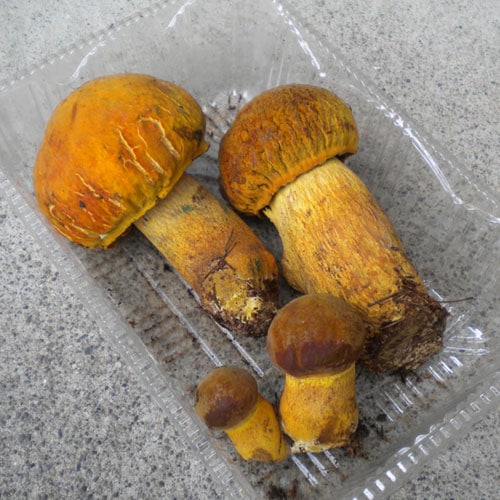 天然 アカヤマドリ 産地直送 販売 【 天然きのこ山菜.com 】