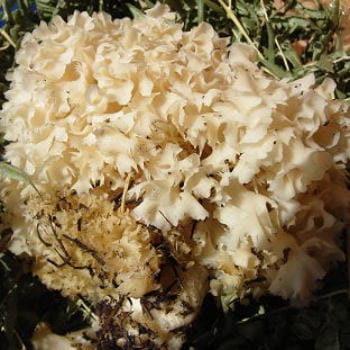 天然きのこ ハナビラタケ キノコ 茸 大自然の凛さん採取 山形県産 その4 天然きのこ ハナビラタケ キノコ 茸 大自然の凛さん採取 山形県
