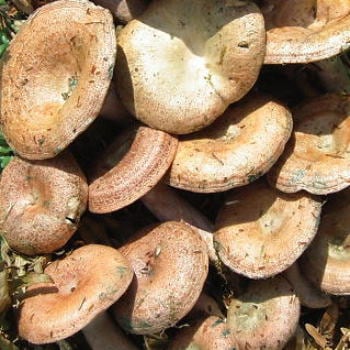 天然 初茸 （ ハツタケ ） 産地直送 販売 【 天然きのこ山菜.com 】