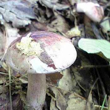 しめじ様赤一枚 benisake-hogushi-yoshino-18.