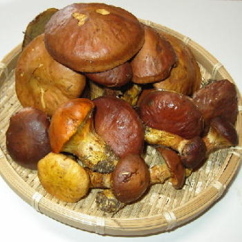 春‼️天然きのこ ハナイグチ2kg‼️クール便送料込 天然 ハナイグチ （ らくよう茸 ） 産地直送 販売 【 天然きのこ山菜