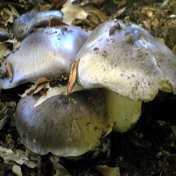 天然 銀茸 （ シモフリシメジ ） 産地直送 販売 【 天然きのこ山菜.com 】