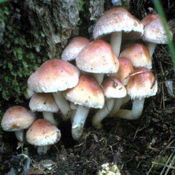 天然 栗茸 （ クリタケ ） 産地直送 販売 【 天然きのこ山菜.com 】