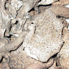 乾燥 天然 香茸 （ コウタケ ） 販売 【 天然きのこ山菜.com 】