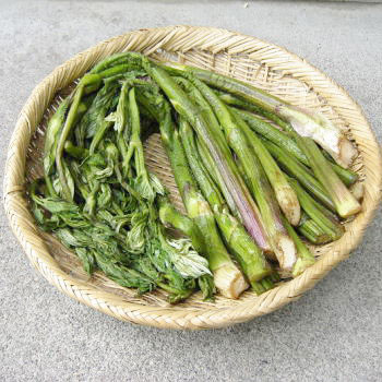 天然山うど（ヤマウド）塩蔵品を販売 岩手より産直通販 【天然きのこ