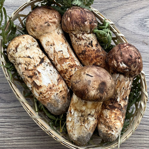 ��긩�� ���� �ʥޥĥ����� A