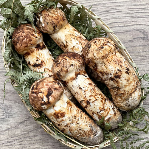 ��긩�� ���� �ʥޥĥ����� A