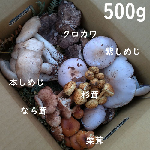 ŷ�����Τ����å�