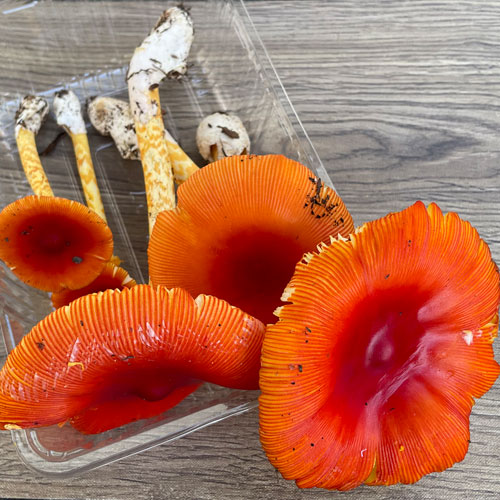 ����5�ġ�3���μ衡���ޤ����ҥ饭���� 200g