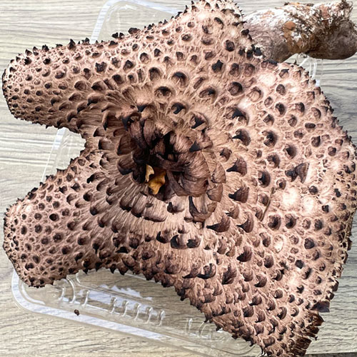 ����1�ġ�4���μ� �������� 350��