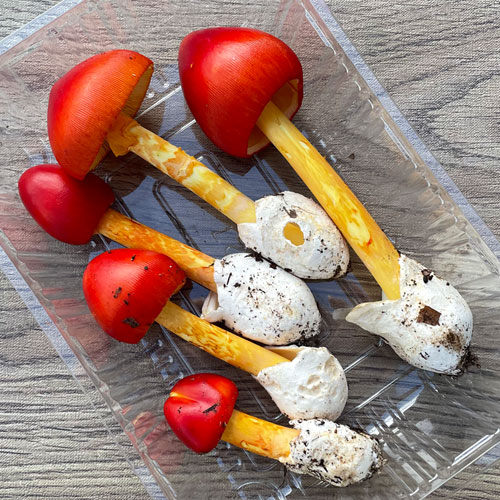 ����2�ġ�3���μ衡���ޤ������Ĥܤ� 160g