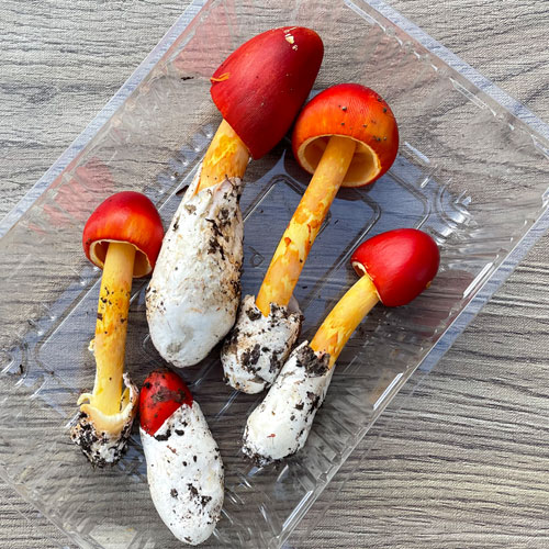 ����2�ġ�3���μ衡���ޤ������Ĥܤ� 160g