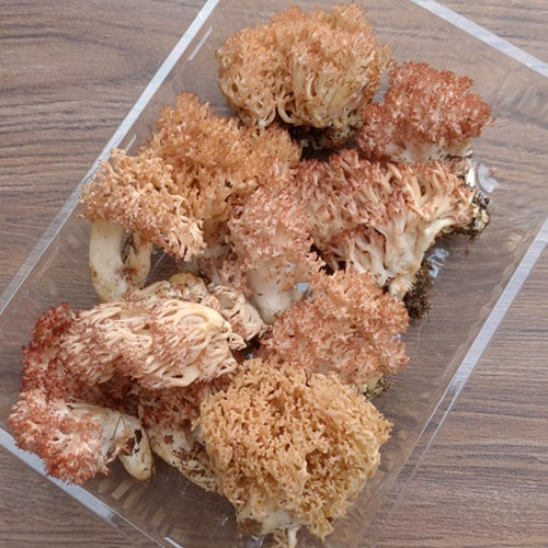 天然 ほうき茸 ホウキタケ ピンク 産地直送 販売 天然きのこ山菜 Com 天然 ほうき茸 ホウキタケ ピンク 産地直送 販売 天然きのこ山菜 Com