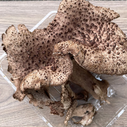 天然 香茸 (コウタケ)・B品