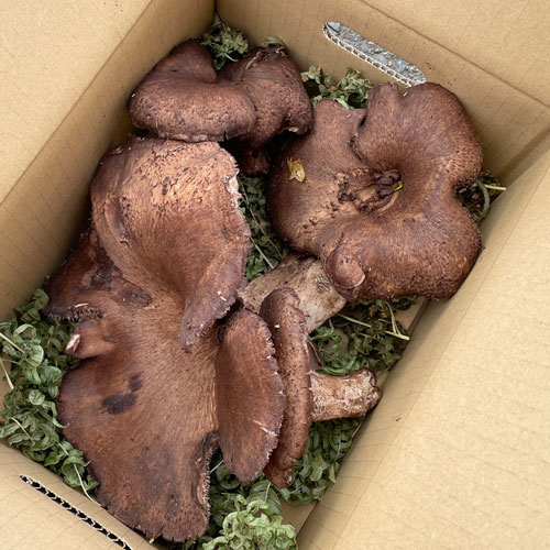 ŷ�� ���� �ʥ��������ˡ�����