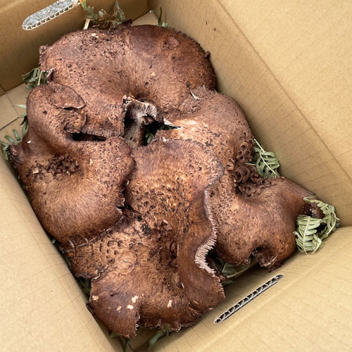 ŷ�� ���� �ʥ��������ˡ�����