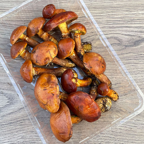 ����5�ġ�24���μ衡�ϥʥ����� 300g