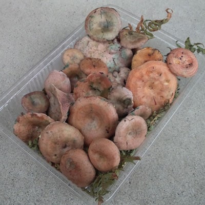 天然 初茸 ( ハツタケ ) 産地直送 販売 【 天然きのこ山菜.com